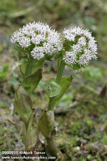 Petasites frigidus