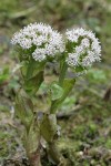 Coltsfoot