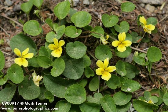 Viola orbiculata