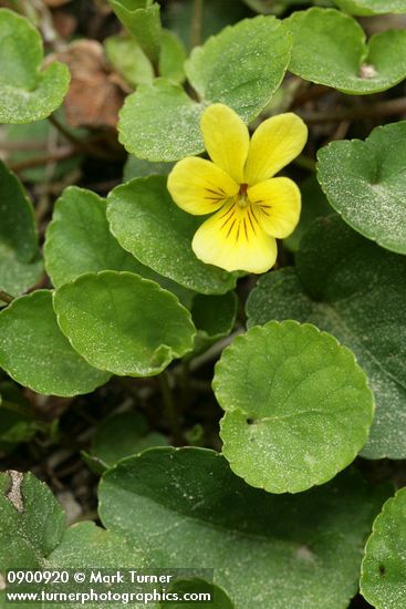 Viola orbiculata