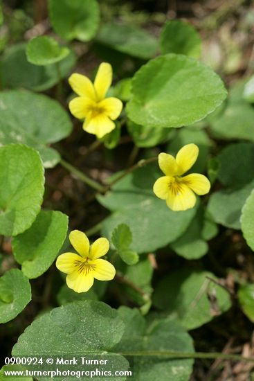 Viola orbiculata