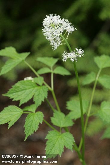 Actaea rubra