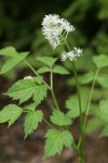 Red Baneberry blossoms & foliage