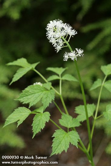 Actaea rubra