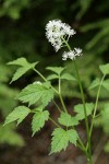 Red Baneberry blossoms & foliage