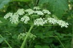 Giant Hogweed blossoms