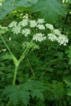 Giant Hogweed blossoms