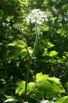 Giant Hogweed