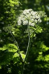 Giant Hogweed blossoms, backlit