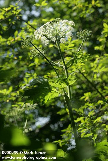 Heracleum mantegazzianum