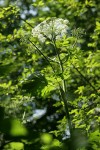 Giant Hogweed