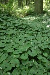 May Lilies form woodland groundcover