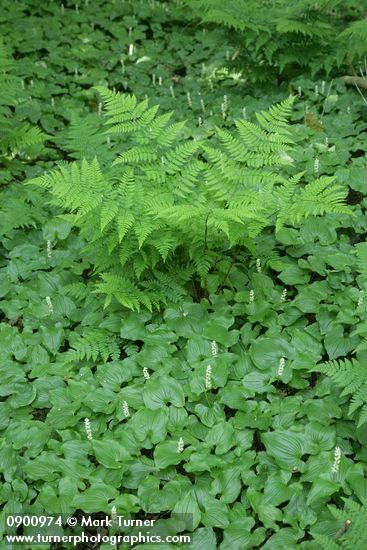 Maianthemum dilatatum; Athyrium filix-femina