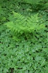 May Lilies form woodland groundcover, punctuated by Lady Fern