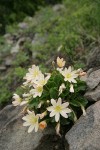 Tweedy's Lewisia