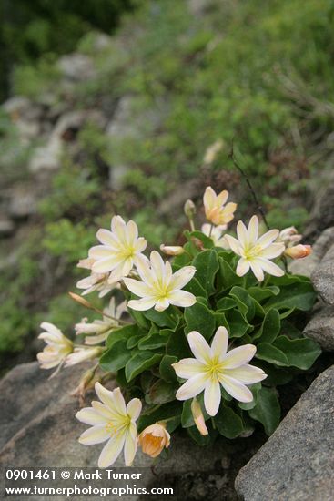 Cistanthe (Lewisia) tweedyi