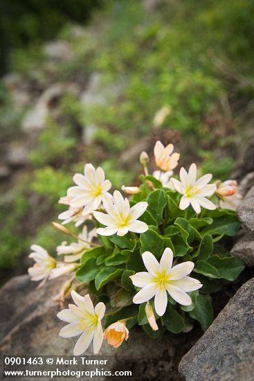 Cistanthe (Lewisia) tweedyi