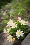 Tweedy's Lewisia