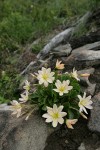 Tweedy's Lewisia