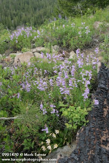 Penstemon fruticosus; Cistanthe (Lewisia) tweedyi