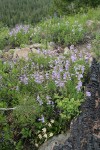 Shrubby Penstemon w/ Tweedy's Lewisia along burned log