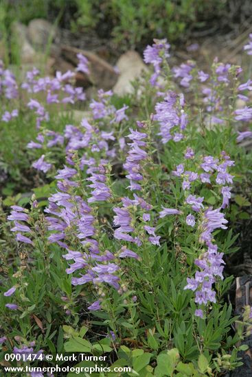 Penstemon fruticosus