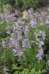 Shrubby Penstemon