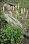 Roundleaf Alumroot