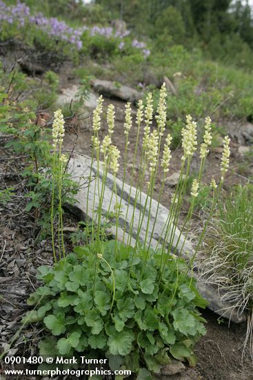 Heuchera cylindrica