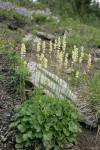 Roundleaf Alumroot