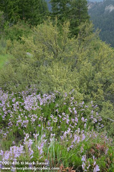 Penstemon fruticosus; Purshia tridentata