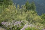 Shrubby Penstemon at base of Bitterbrush