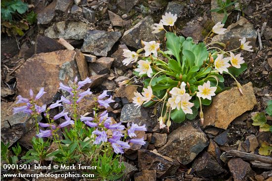 Cistanthe (Lewisia) tweedyi; Penstemon fruticosus