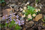 Tweedy's Lewisia w/ Shrubby Penstemon