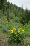 Arrowleaf Balsamroot w/ Lupines & forest bkgnd