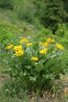 Arrowleaf Balsamroot