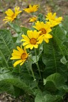 Arrowleaf Balsamroot