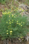 Thompson's Desert Parsley