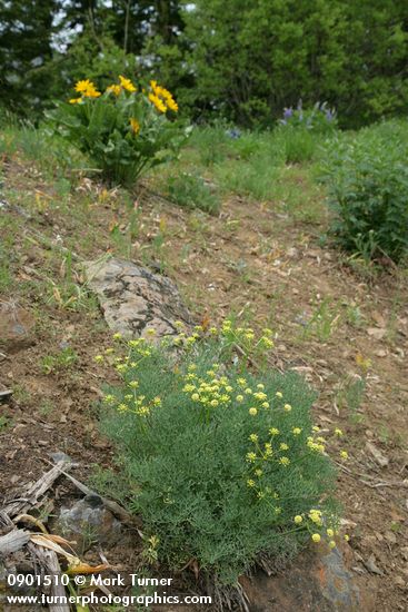 Lomatium thompsonii