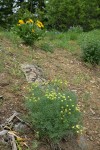 Thompson's Desert Parsley w/ Arrowleaf Balsamroot soft bkgnd