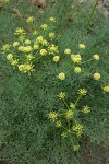 Thompson's Desert Parsley blossoms & foliage