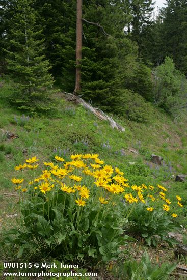 Balsamorhiza sagittata