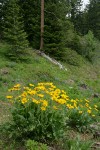 Arrowleaf Balsamroot w/ forest bkgnd