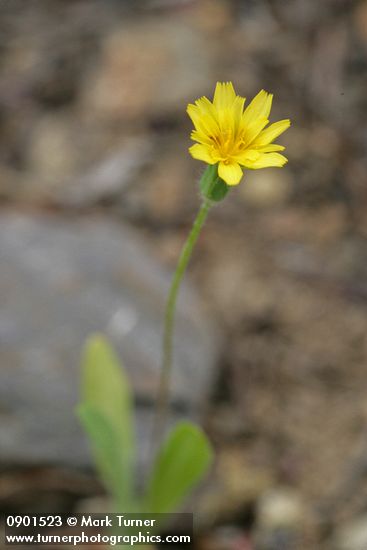 Agoseris heterophylla