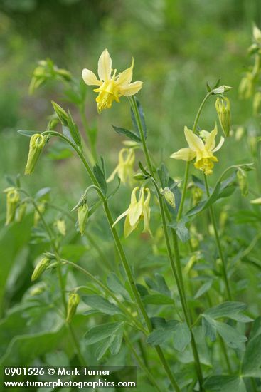 Aquilegia flavescens