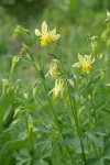 Golden Columbine