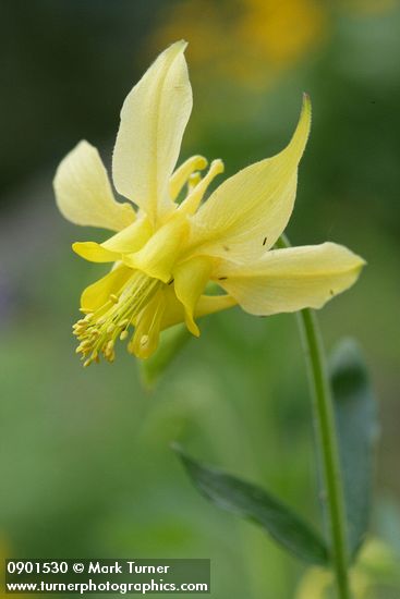 Aquilegia flavescens