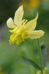 Golden Columbine blossom detail