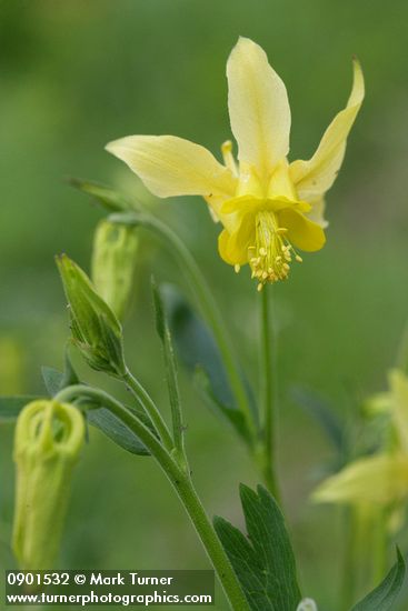 Aquilegia flavescens