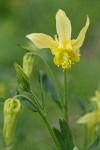 Golden Columbine blossom